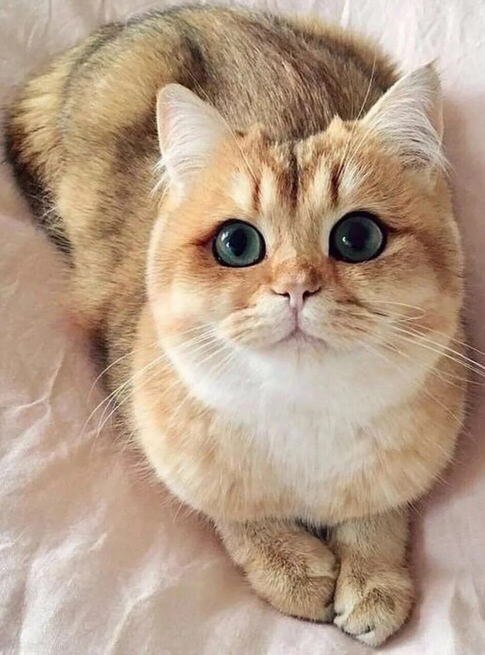 Красивые коты. Рита котик