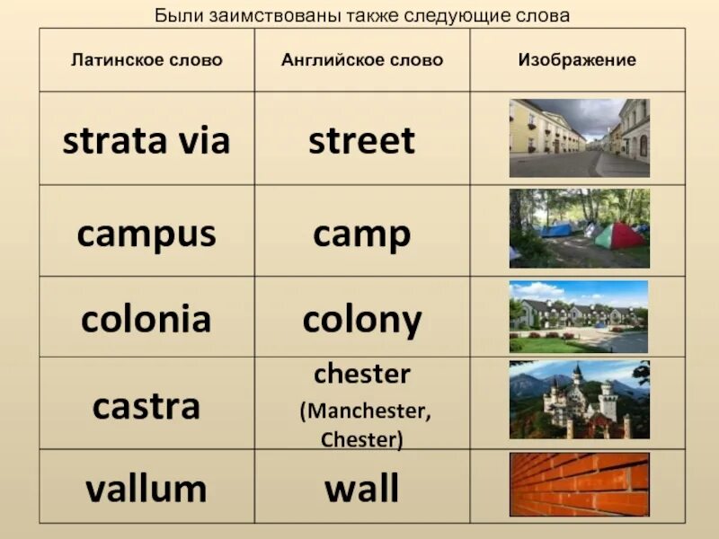 Заимствованные слова в английском языке. Латинские заимствования в английском языке. Заимствование английских слов. Заимствования в английском языке примеры. Латинский примеры слов