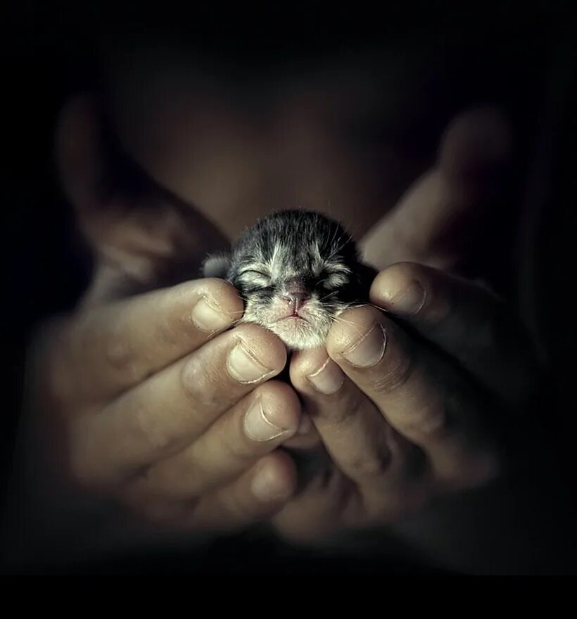 Kindness to animals. Котенок на ладони. Котенок на руках. Маленький котенок на ладошке. Малюсенький котёнок в руках.