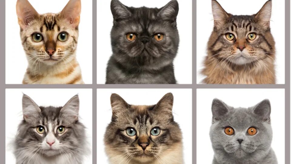 разные породы кошек. окрасы кошек. как определить породу котенка. раса кошка. как определить породу котенка.
