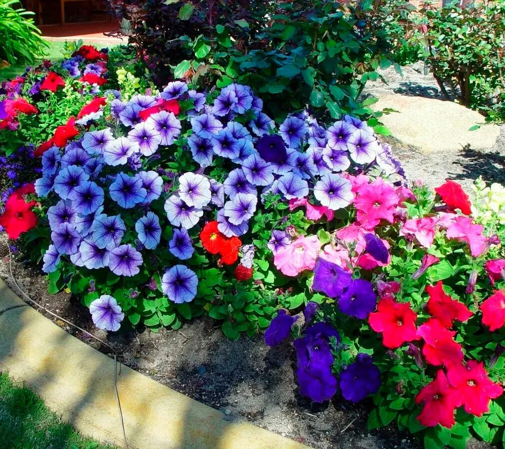 Сеем петунию. Петуния рассада. Петуния розеа. Рпссада в яичных сотах. Посадить петунию в землю.