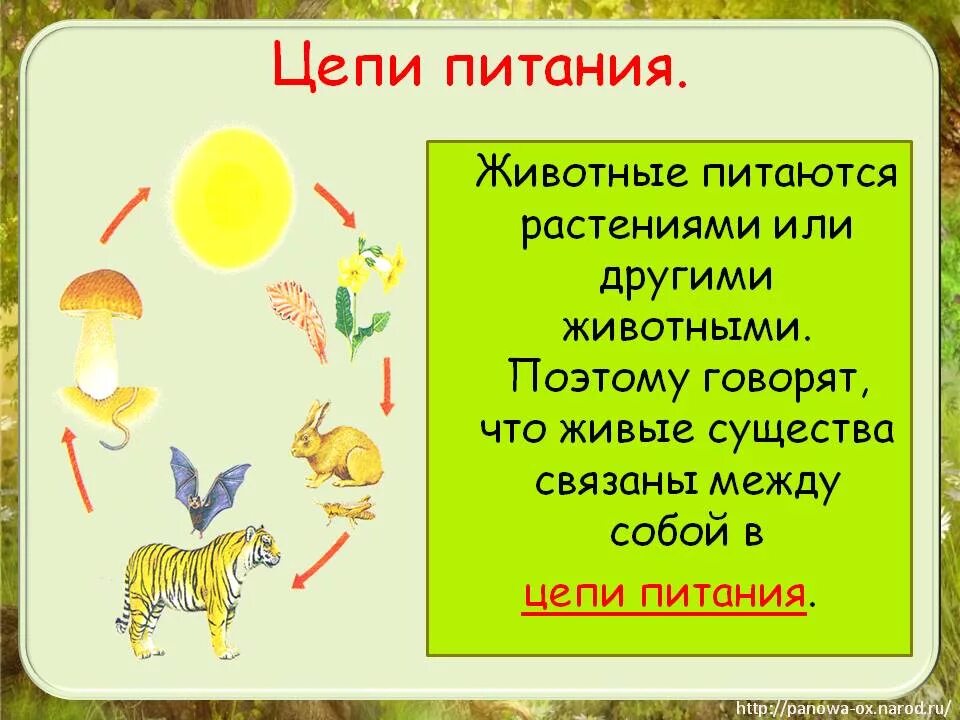 Цепи питания. Цепи питания животных. Цепочка питания животных. Животные живые существа. Цепи питания сообщение