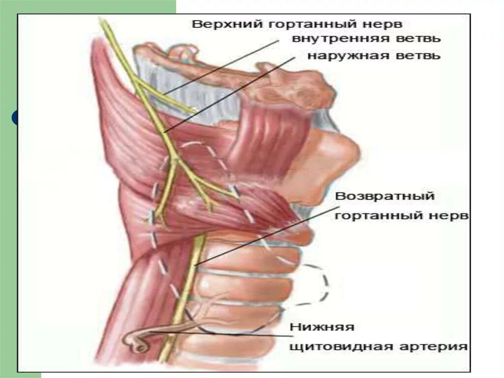 Щитовидная железа гортанный нерв. Иннервация щитовидной железы анатомия. Возвратный нерв щитовидной железы. Возвратный нерв щитовидной железы анатомия.