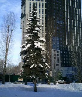 Памятник ели