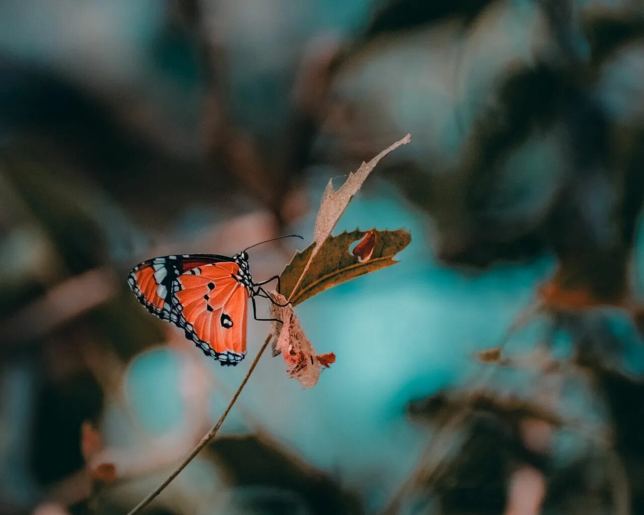 Бабочка макро фото Скачать обои макро, бабочка, butterfly, раздел макро в разрешении 640x1136