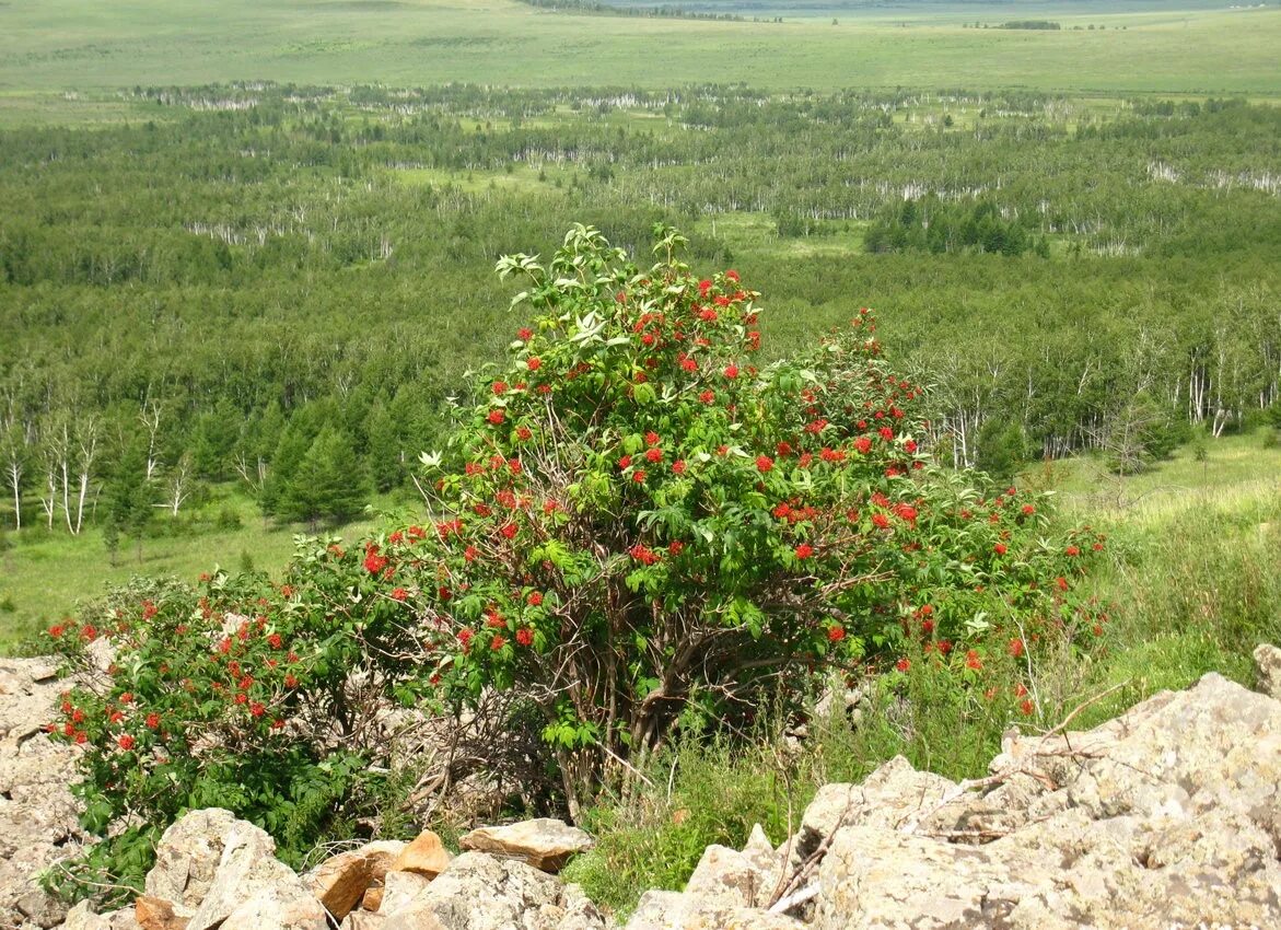 деревья забайкалья