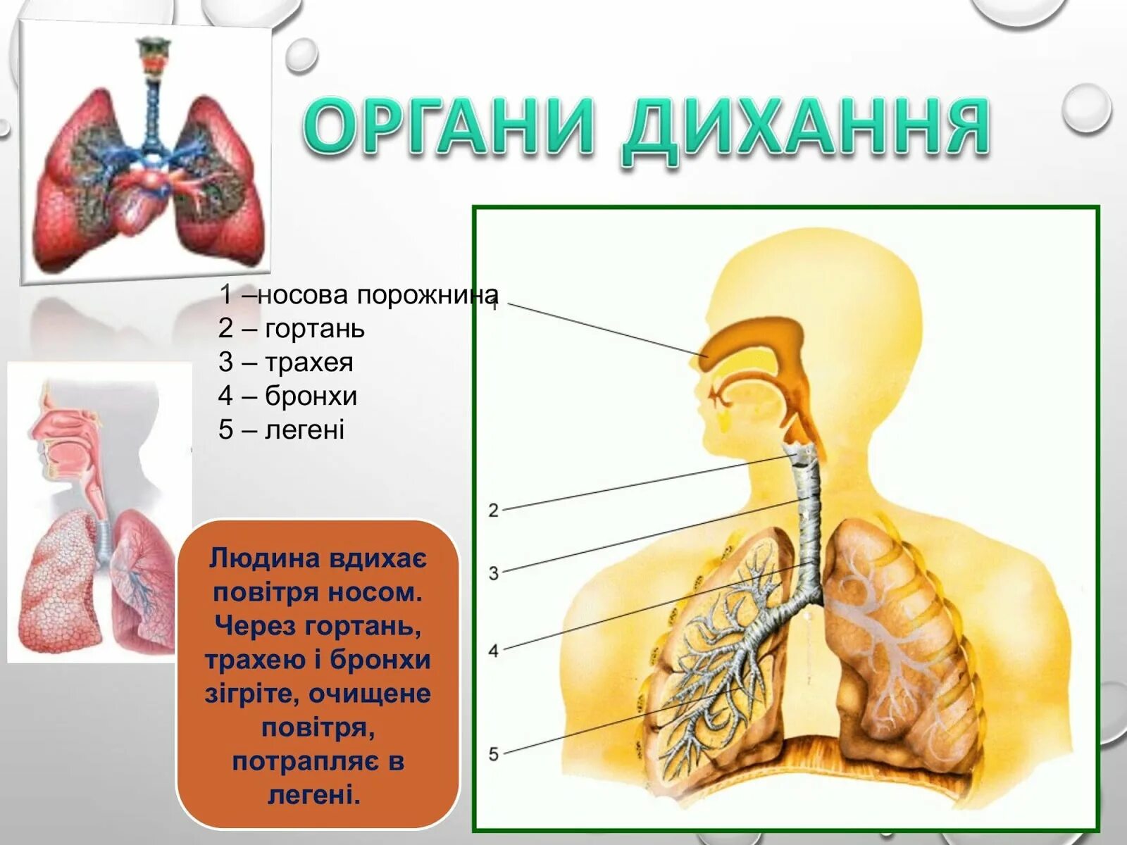 Соотнесите изображение органа дыхания с представителем класса. Дыхательная система человека. Картина дыхательная система. Дыхательная система человека картинки. Строение дыхательной системы человека.