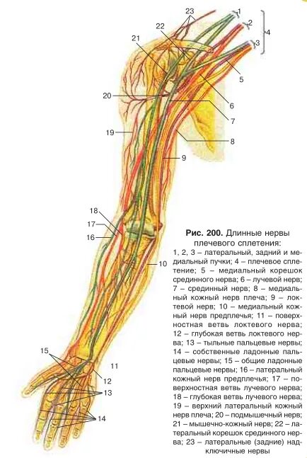 Нервы плечевого сплетения анатомия. Плечевое сплетение длинные ветви анатомия. Плечевое сплетение топография, зоны иннервации. Плечевое сплетение анатомия иннервация.