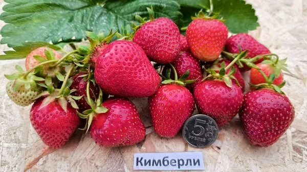 Абрикос триумф северный листья. Питомник голубевых. Голубев саратов саженцы. Питомник школьный сад в нижнем новгороде. Питомник голубевых.