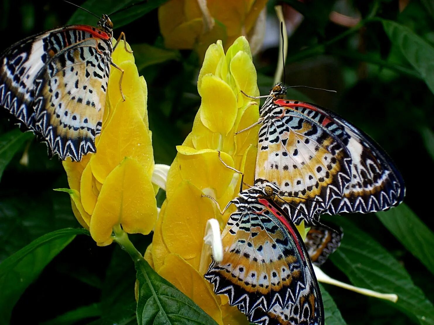 Цветы похожи на крылья бабочек. Спаривание бабочек монархов. Papilio demoleus. Яркие бабочки. Тропические бабочки.