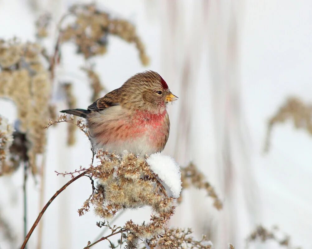 Чечётка птица фото зимой. Обыкновенная чечетка. Чечётка птица якутск. Птичка чечетка зимой. Горная чечетка.