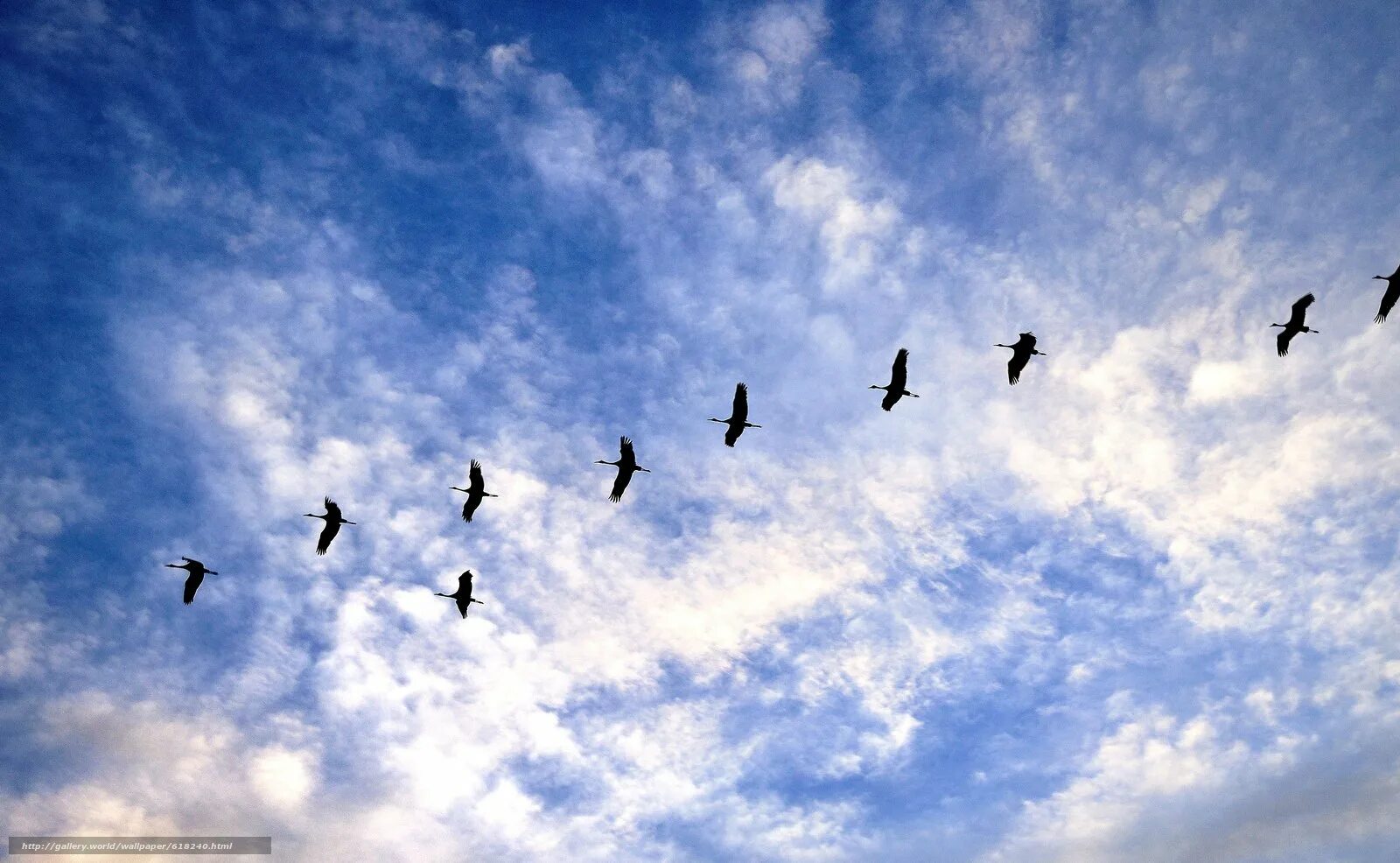 Белые журавли улетающие в небо. Стая птиц. Журавль в небе. Птицы улетают. Птицы в небе.