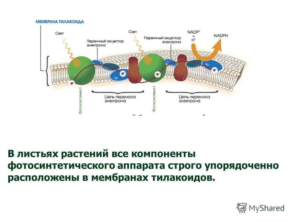 Фермент тилакоида. Строение мембраны тилакоида. Структурная организация фотосинтетического аппарата. Строение фотосинтетического аппарата растений. Фотосинтетический аппарат растительной клетки локализован в:.