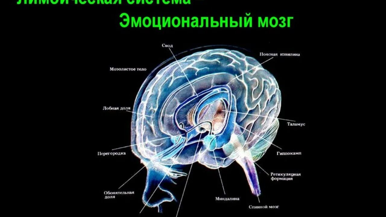 Лимбическая структура мозга. Лимбическая система головного мозга. Лимбическая система головного мозга анатомия. Топография лимбической системы. Лимбическая система мозга человека функции.