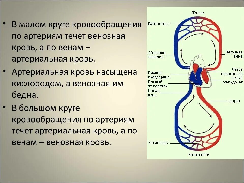 Система малого круга кровообращения вены. Венозная кровь насыщена кислородом. Круги кровообращения легкая схема. Малый круг кровообращения артериальная кровь течёт. Точка кровообращения