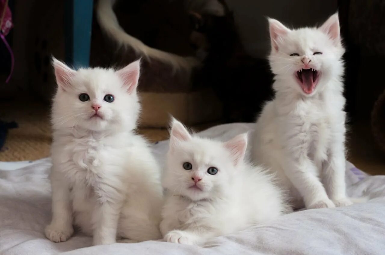 Две белые кошки. Котята мейн кун белые. белые мейн куны котята. маленький котенок белый мейн кун. белый пушистый котенок.