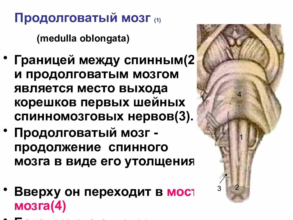 Продолговатый мозг входит в состав. Наружное строение продолговатого мозга. Строение продолговатого мозга животных. Продолговатый мозг внешнее и внутреннее строение. Внешнее строение продолговатого мозга.