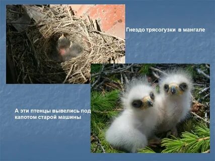 Вывелись птенцы