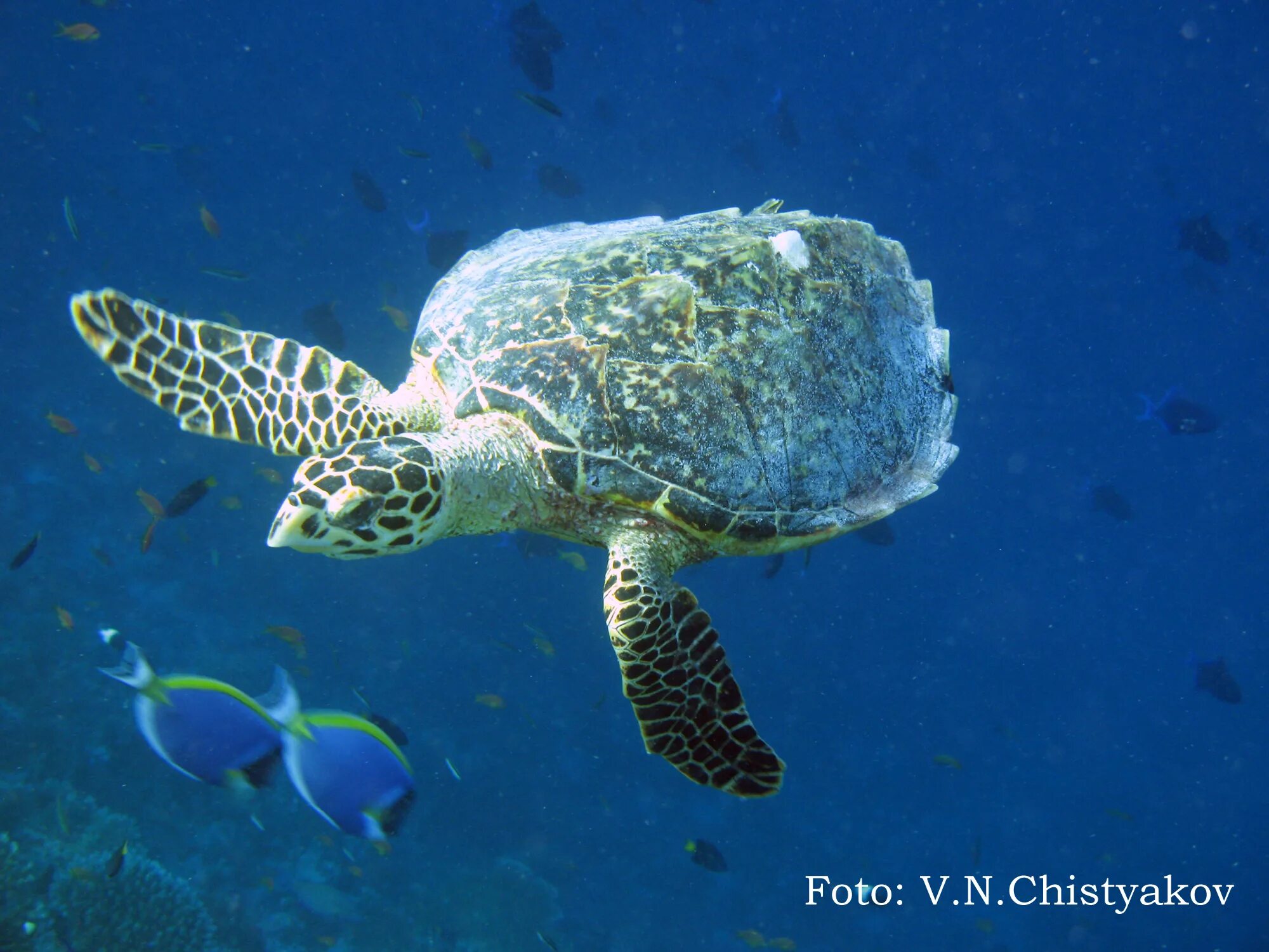 зеленая морская черепаха из красной книги. зеленая (суповая морская черепаха). зеленая черепаха багамы. зеленая черепаха, суповая черепаха. зеленая черепаха, суповая черепаха.