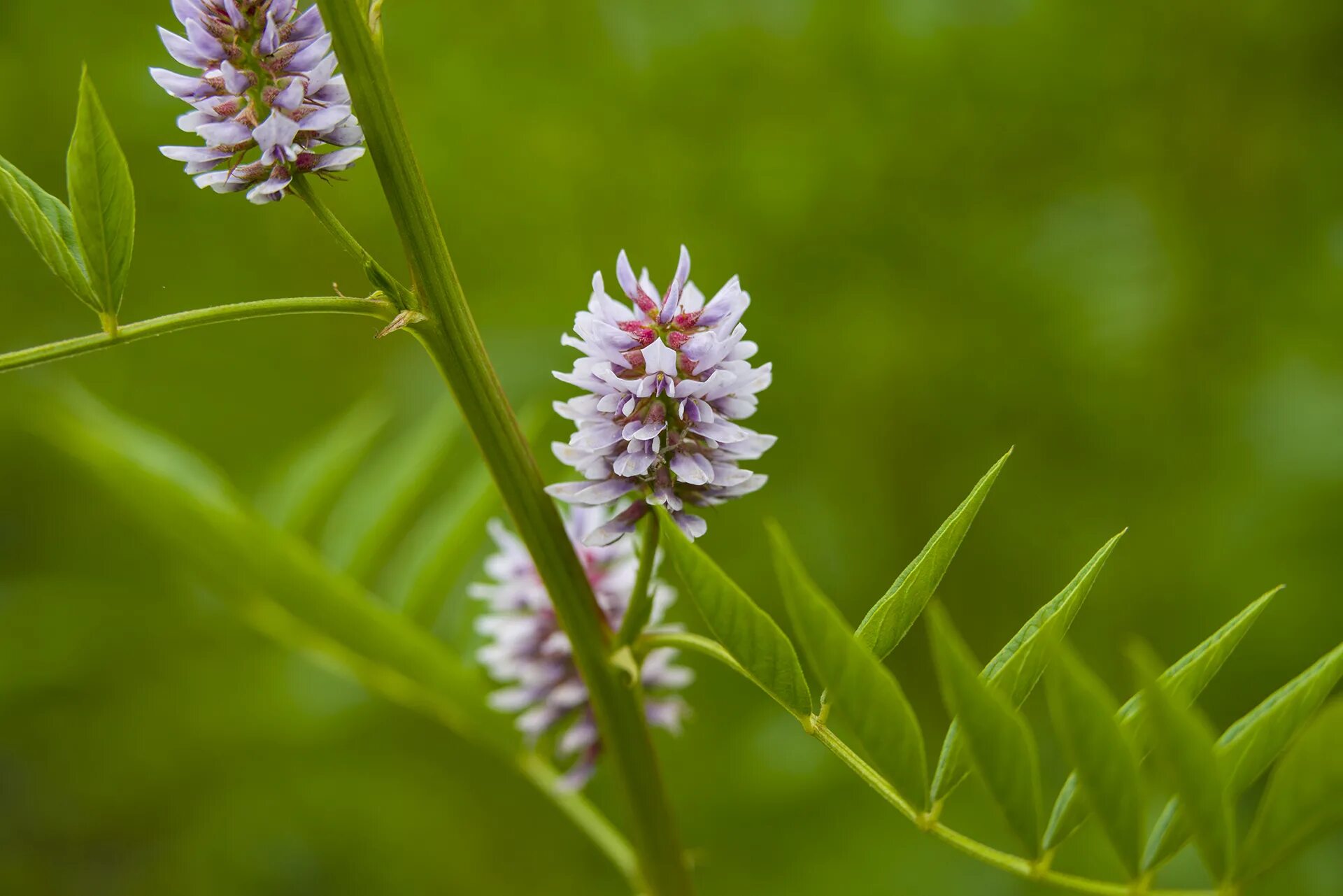 Как выглядит растение солодка. Солодка Уральская (Glycyrrhiza uralensis). Лакрица Солодка растение. Солодка Уральская — Glycyrrhiza uralensis Fisch.. Корень солодки, Солодка Уральская, лакричник.