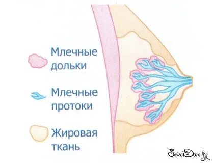 Молочные дольки