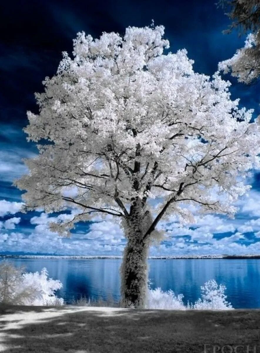 Покажи белые деревья. Иней на деревьях. Покажи белые деревья. Белое дерево. Белое дерево природа.