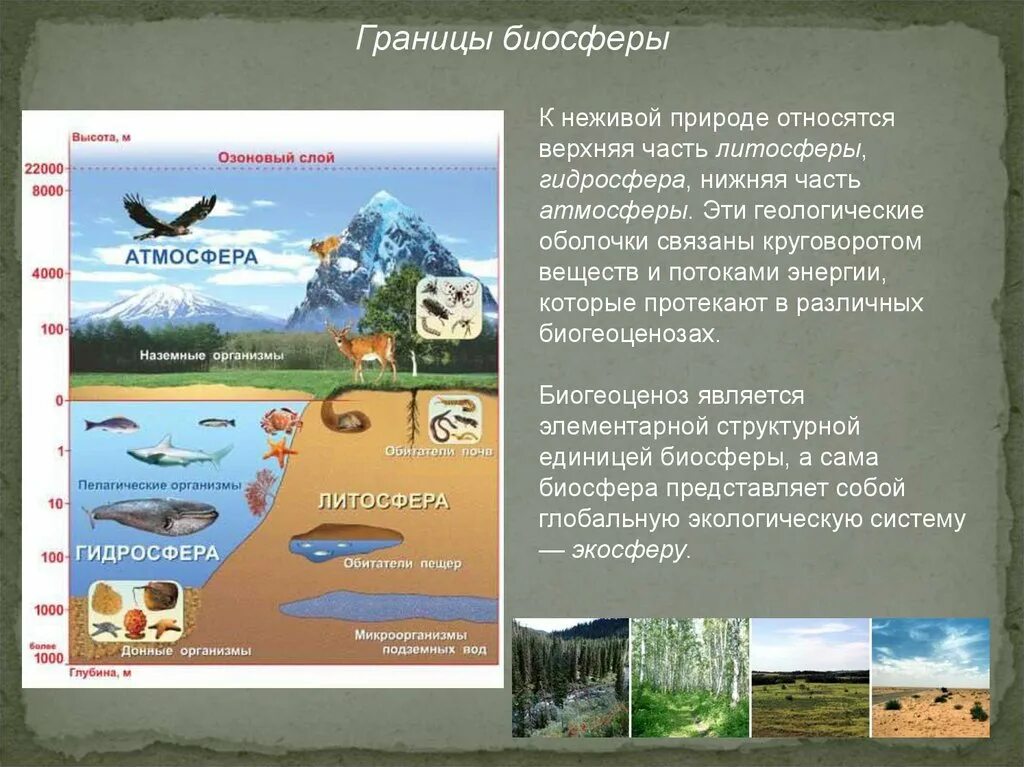 Границы биосферы глубина и высота. Границы биосферы 5 класс биология. Проект на тему Биосфера. Что является верхней границей биосферы?.