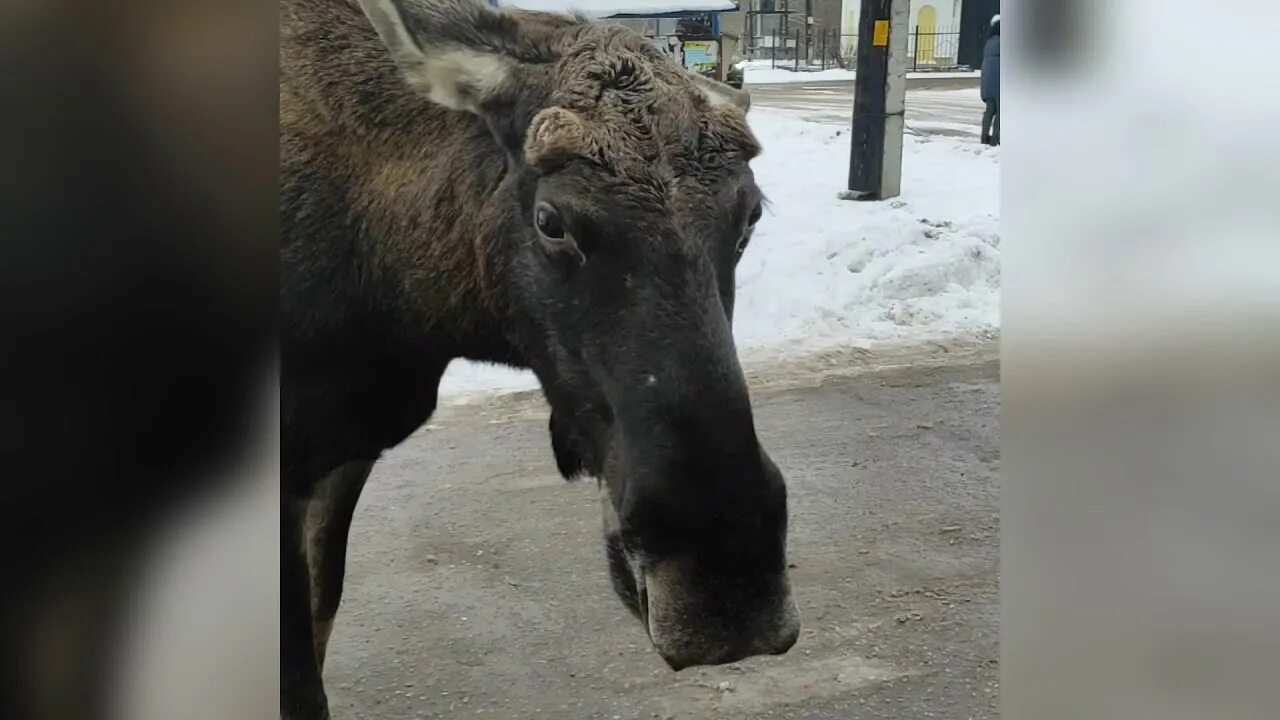 Лось Тверская Губерния. Лось в Твери проспект Победы. Песня застряли лоси