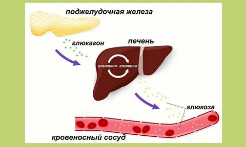 Печень вырабатывает гликоген