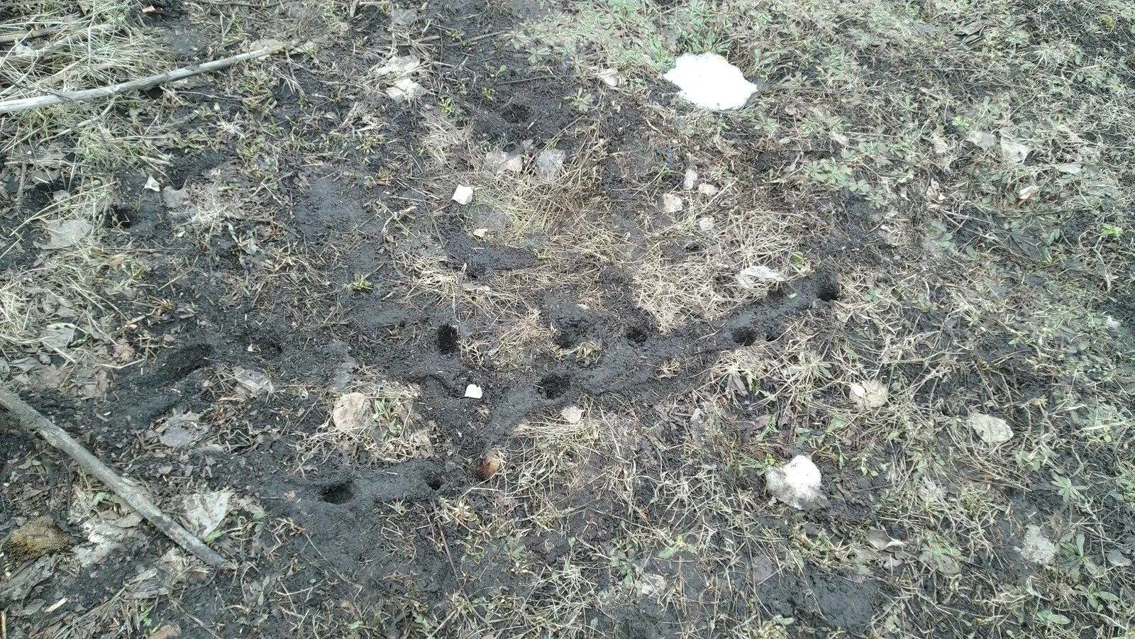 Дырки в земле на огороде что это. Землеройка Норы и ходы. Следы медведки. Норы медведки.