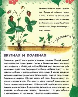 Литература лес