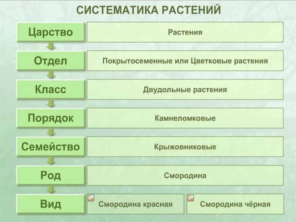 Систематика царства растений схема. Систематика растений царство отделы. Классификация растений 6 класс биология основы систематики растений. Систематика таксонов растений царство отдел. Понятия систематика