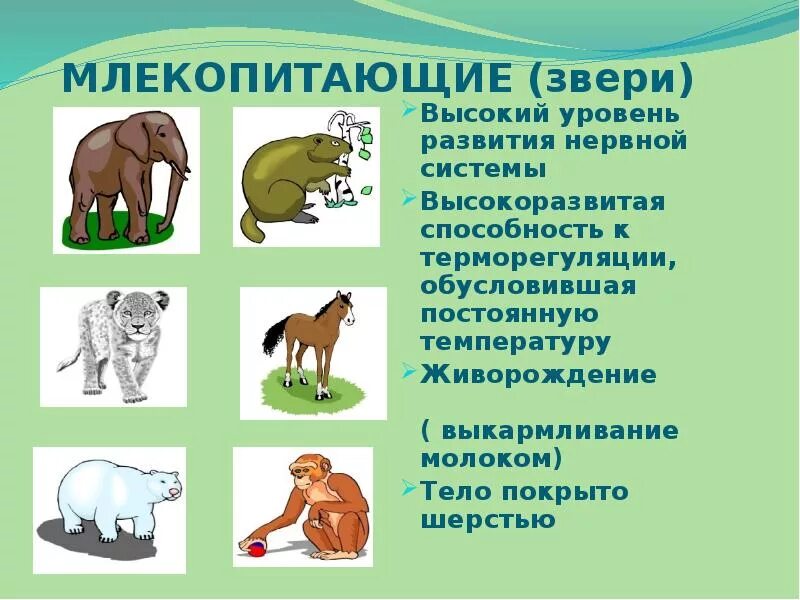 Млекопитающие примеры названия. Млекопитающие животные. Млекопитающие примеры. Млекопитающие примеры животных. Млекопитающие для детей.