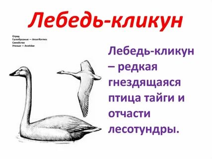 Лебедь в красной книге