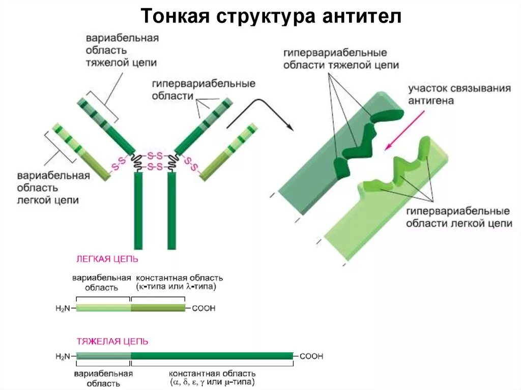 Структура антитела схема. Антитела иммуноглобулины структура. Химическая структура антител. Основные структуры строения антител. Домены антител