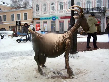 Коза нижний новгород