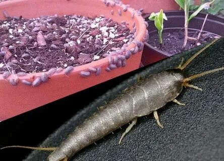 Средство от мокриц