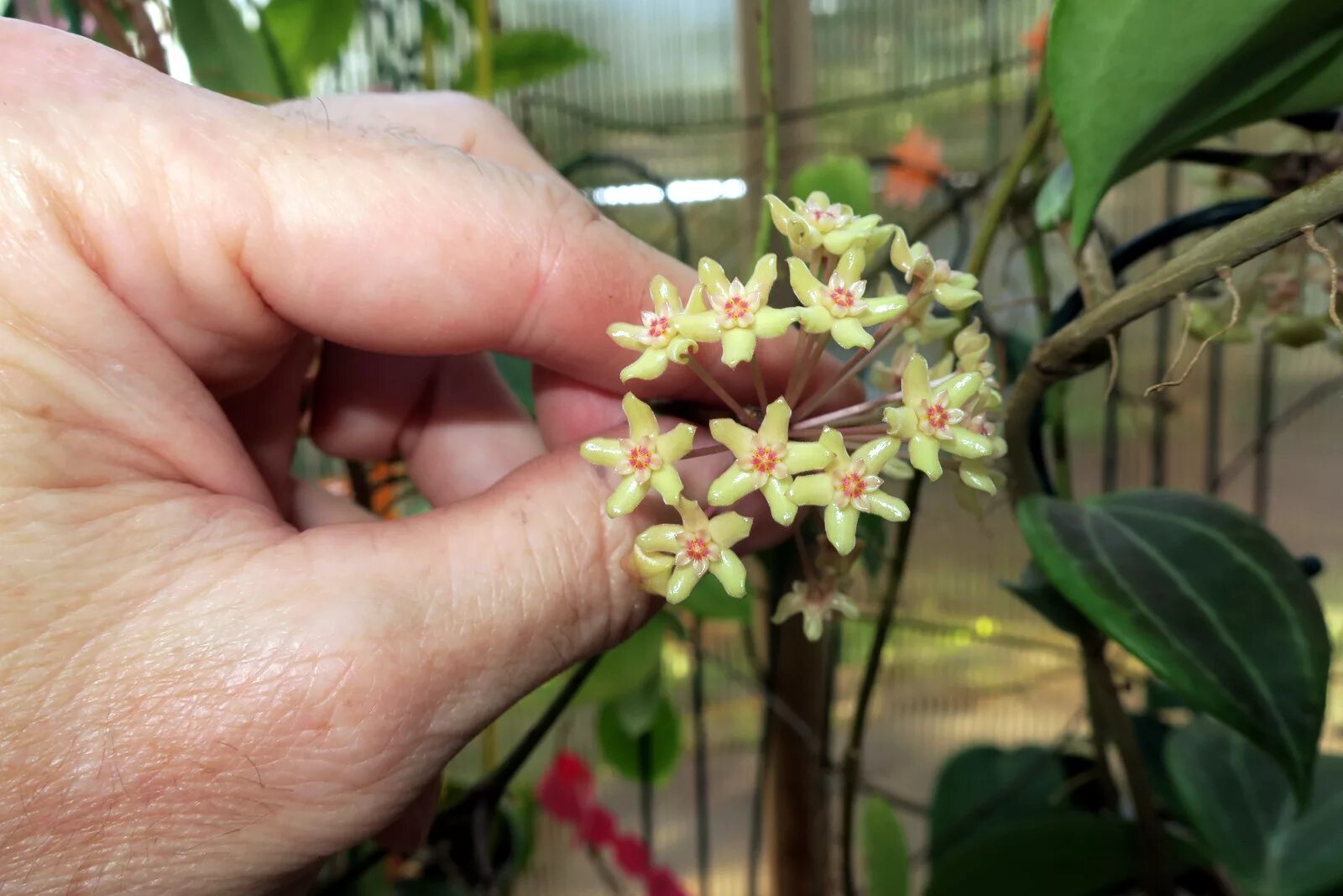 Hoya ridleyi Hoya plants, Weird plants, Diy plants
