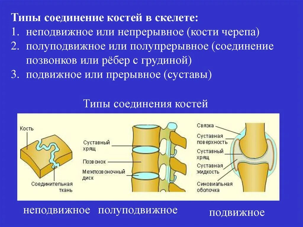 Прерывные соединения костей. Типы соединений костей неподвижное полуподвижное подвижное. Схема строения соединения костей. Неподвижные полуподвижные и подвижные соединения костей. Соединения костей непрерывные прерывные симфизы.