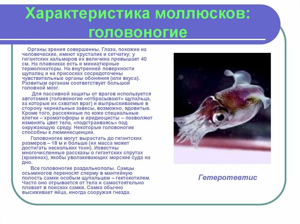 Характеристика класса головоногие. Головоногие моллюски характеристика. характеристика головоногих моллюсков. характеристик аголвооногих молдсков. характеристика голованогих моллюско.