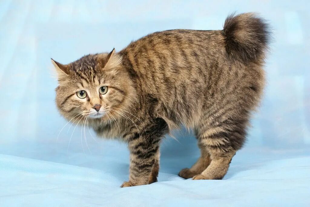 Бобтейл кошка. Кот курильский бобтейл. Курильский бобтейл. Камчатский бобтейл. Камчатский бобтейл.