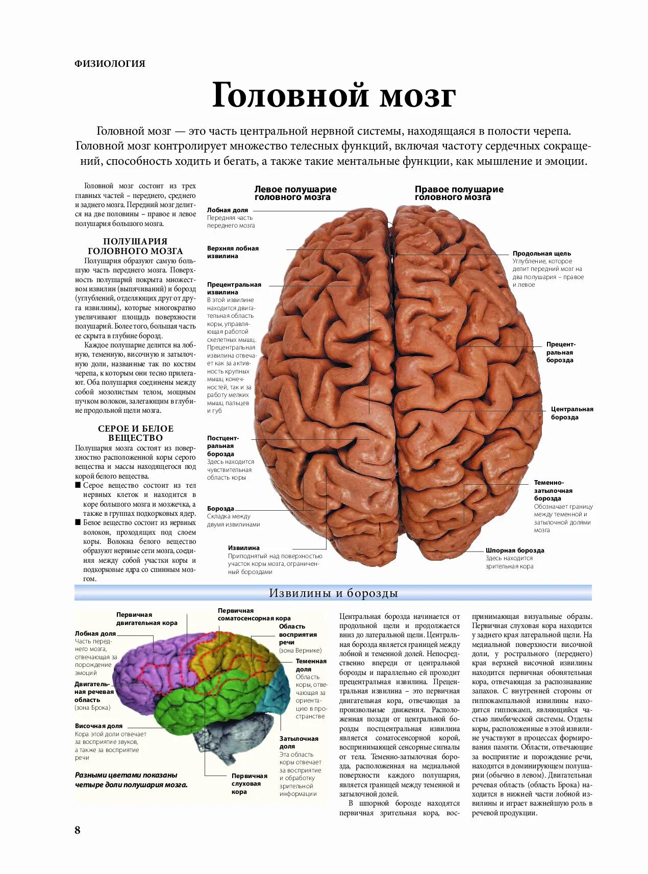 Доли полушарий мозга. Мозг с названиями. Мозг человека с названиями. Левое полушарие доли