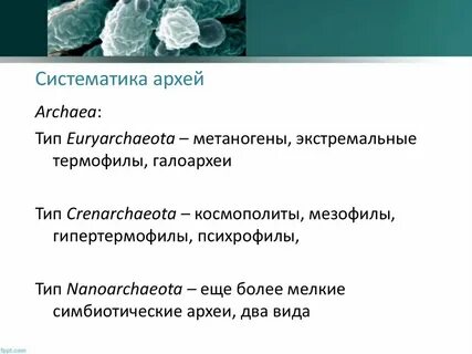 Археи это