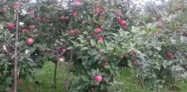 Яблоня моди - купить по низкой цене на Яндекс Маркете