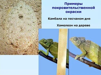 Адаптация хамелеона