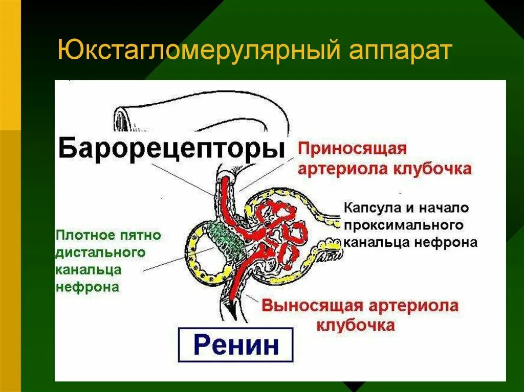 Артериолы клубочка