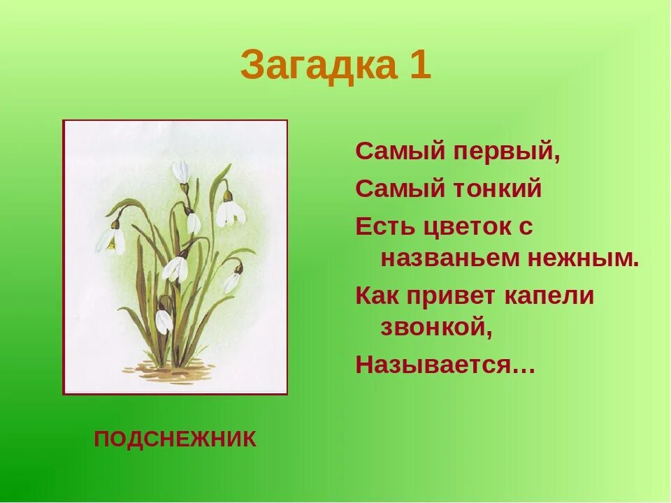 Загадка про Подснежник. Загадки про первоцветы для дошкольников. Загадки на тему весенние цветы. Загадка про подснежник для детей