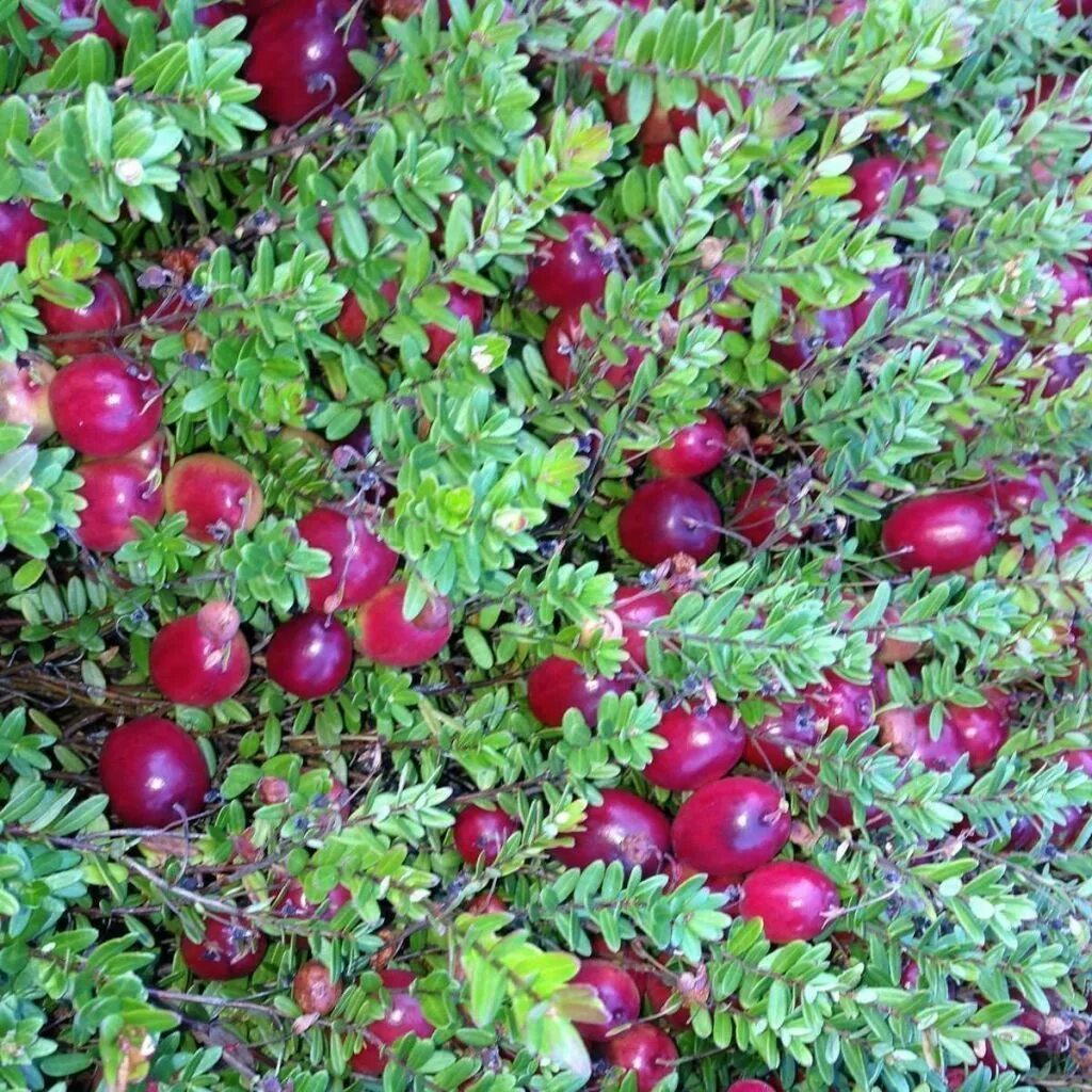 Клюква Болотная (Oxycoccus palustris). Клюква крупноплодная куст. Cranberries (Vaccinium macrocarpon). Клюква крупноплодная Таежная красавица. Известно что клюква болотная стелющийся кустарник