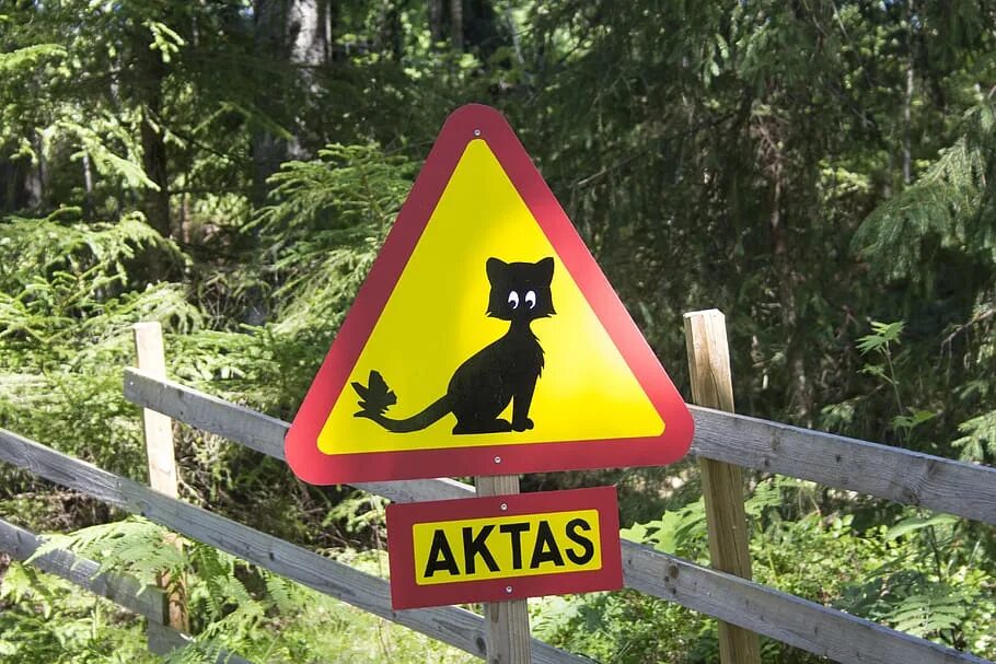 Знак с утками. Предупреждающие знаки. Знак осторожно кошки. Дорожный осторожно кошки. Знак в Корее осторожно кошки.