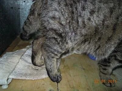 Кот хромает на заднюю